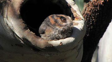 Wallpaper thumb: Australian Owlet-nightjar